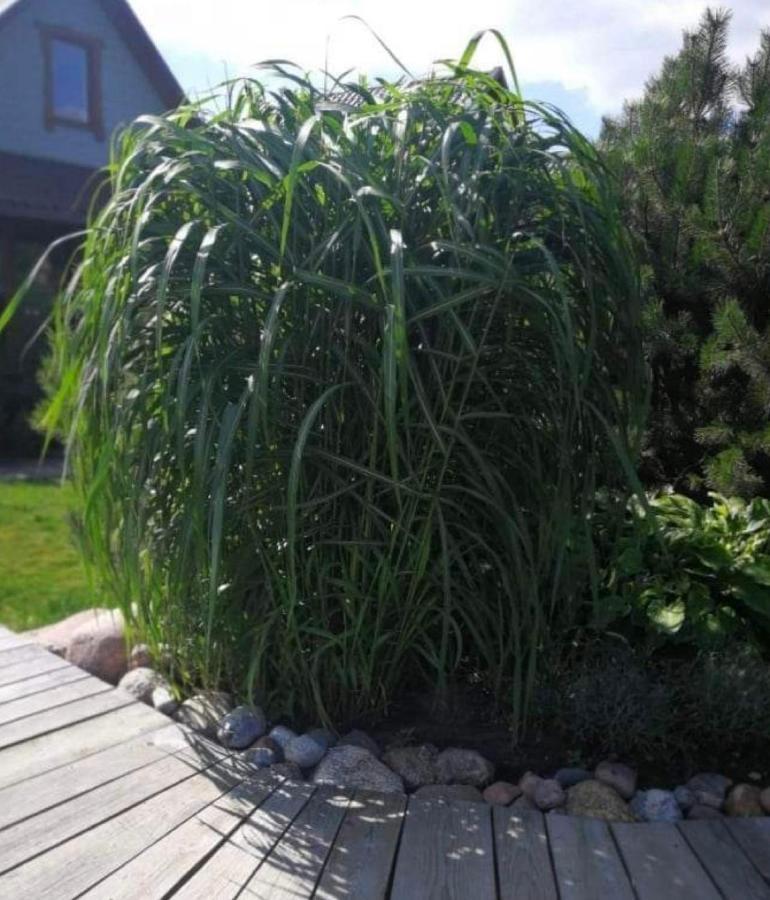 Dobilas Ir Jura Palanga Kültér fotó