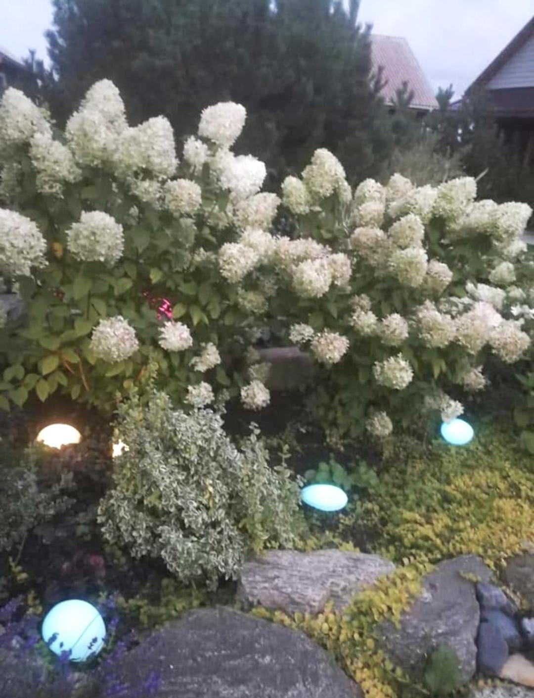 Dobilas Ir Jura Palanga Kültér fotó